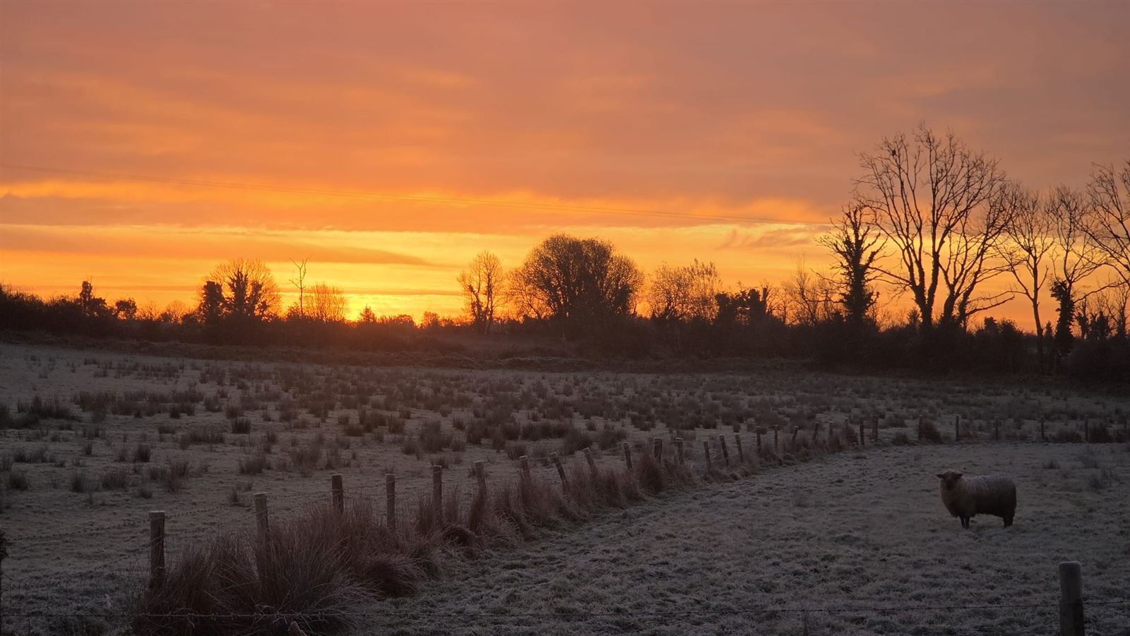 A frosty field at sunrise under an orange sky, with bare trees on the horizon and a sheep standing quietly.